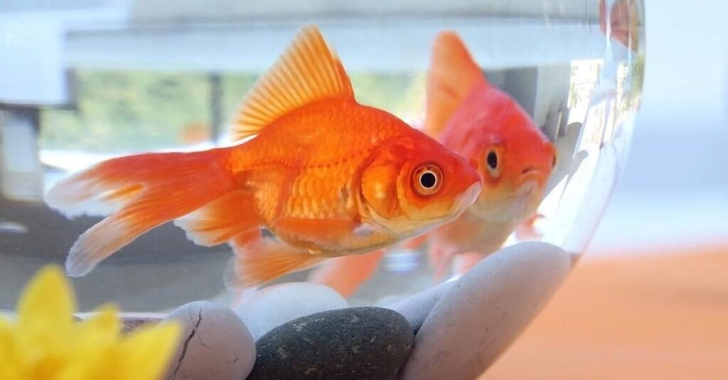 goldfish name change