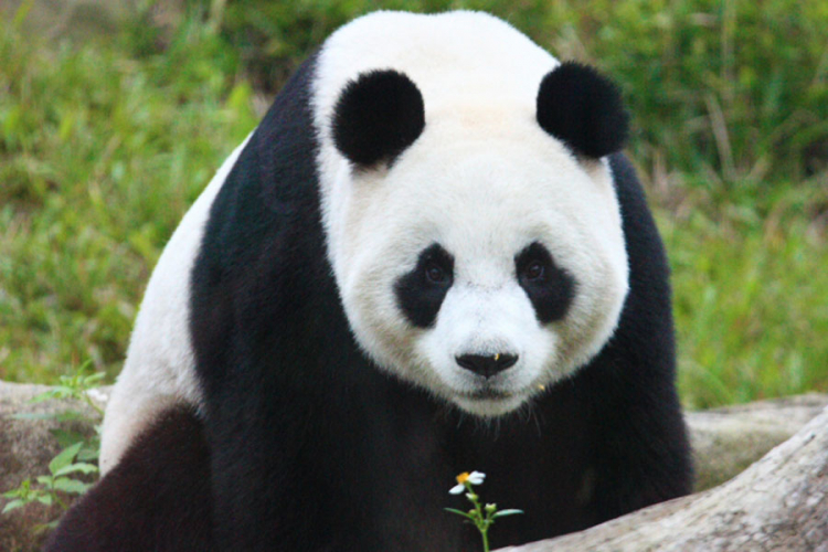f class panda