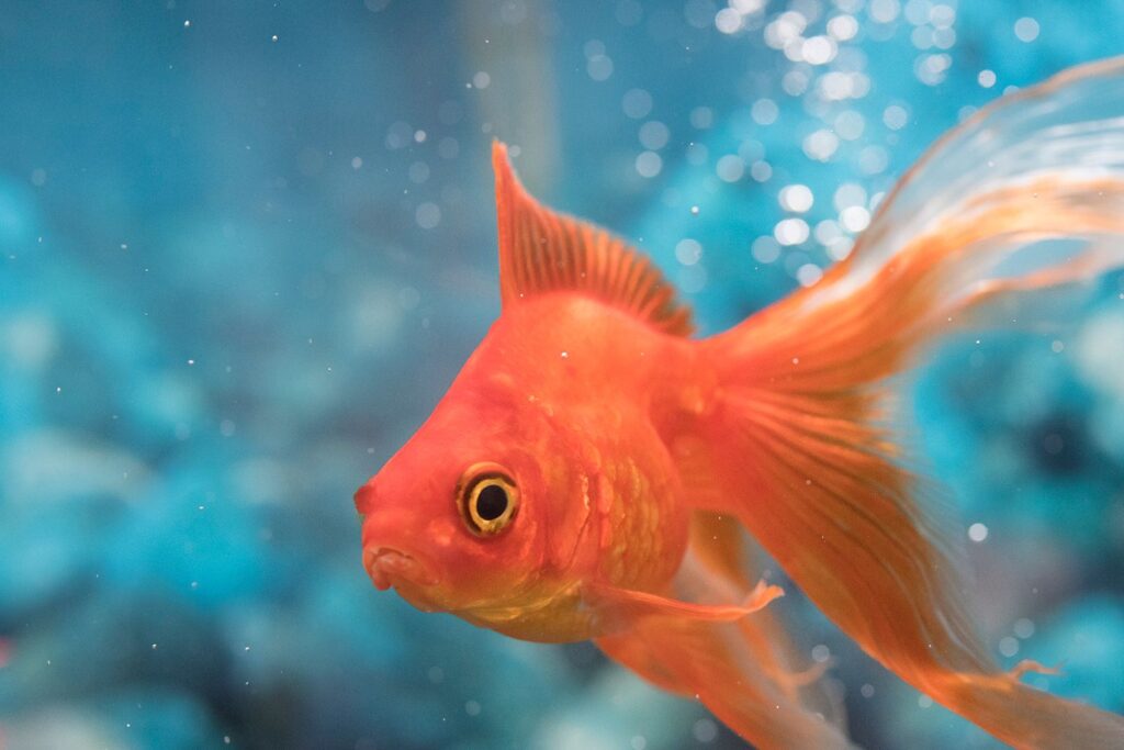 goldfish name change