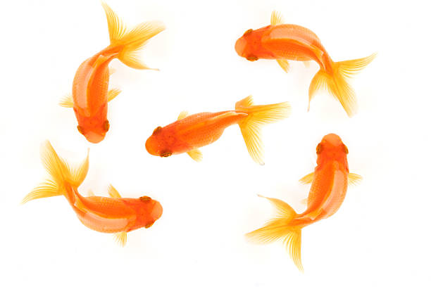 goldfish name change